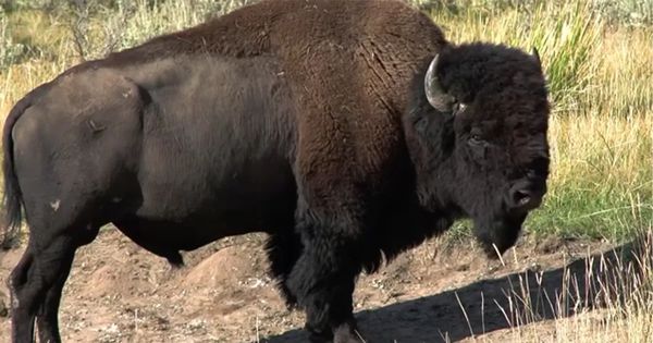 Court Denies Petition for Stay on Bison Grazing
