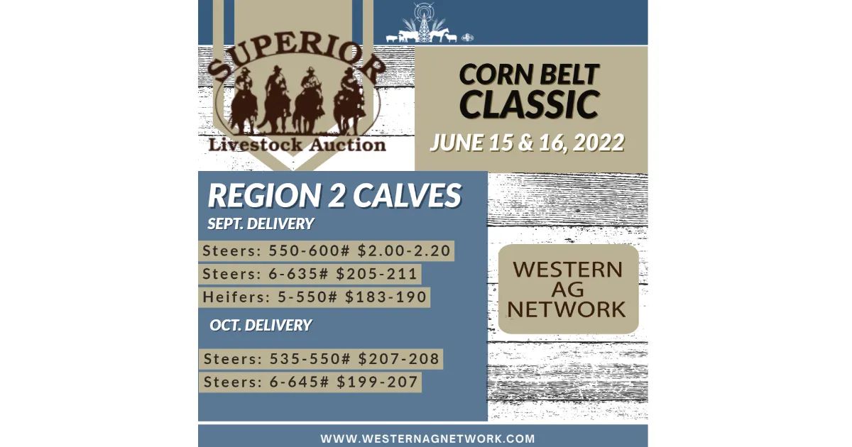 Calf Market News Superior Livestock Corn Belt Classic Results