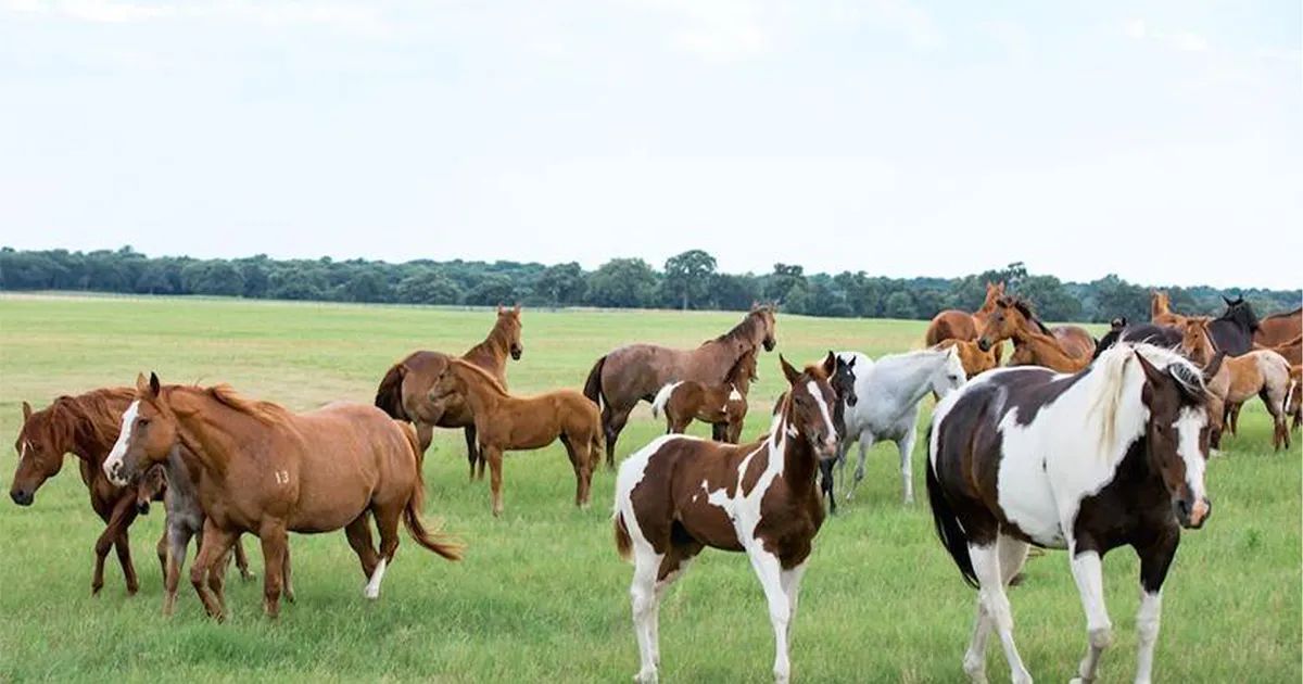 Winners – Terry Bradshaw Quarter Horses