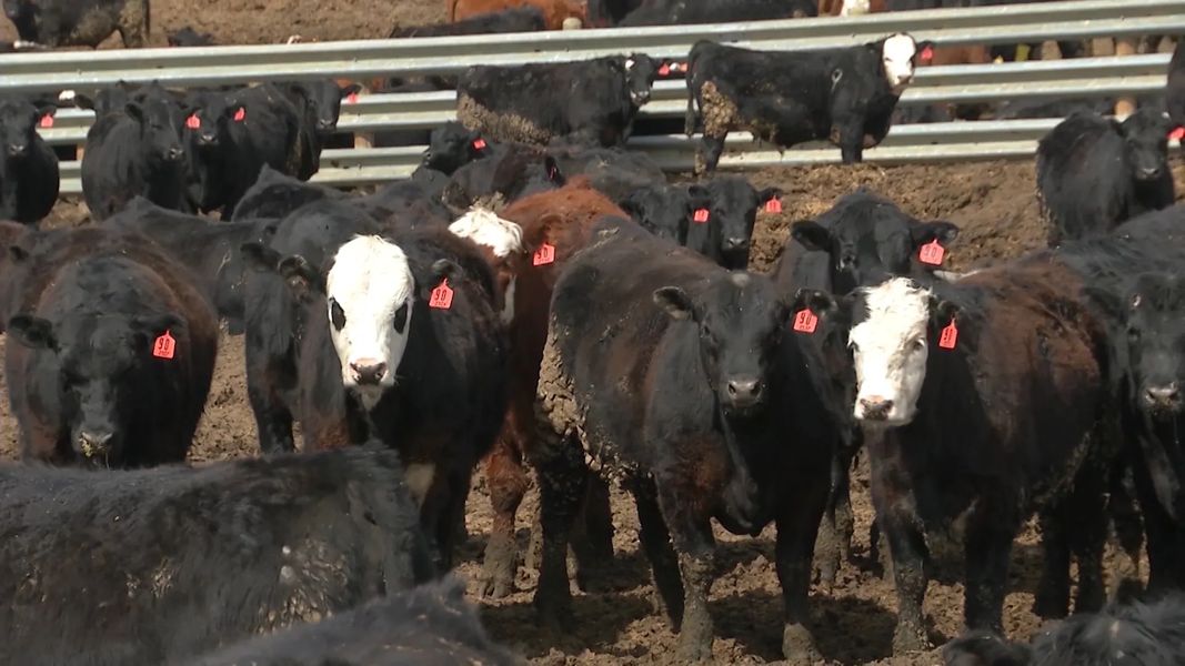 USDA to Expand Cattle Price Inquiry
