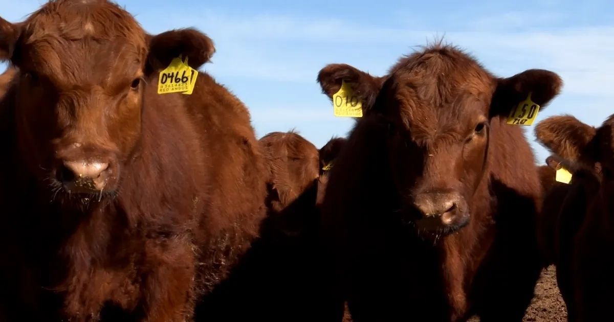 Farm Bureau Supports Cattle Transparency Act, Opposes its Mandates