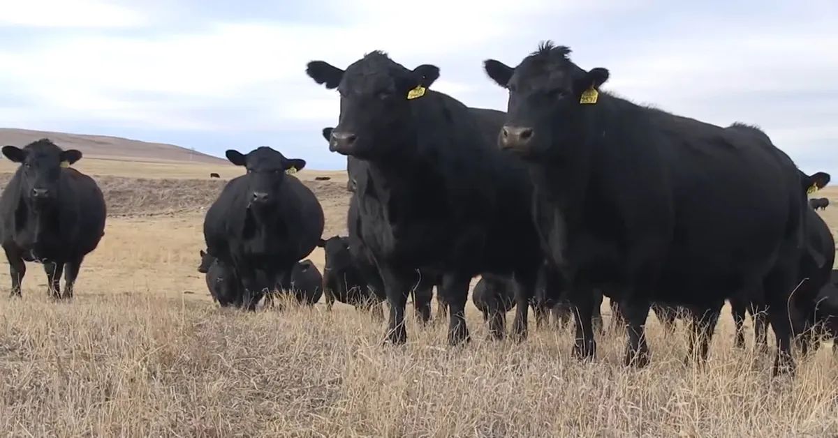Livestock Water Supply Program Announced for North Dakota Livestock