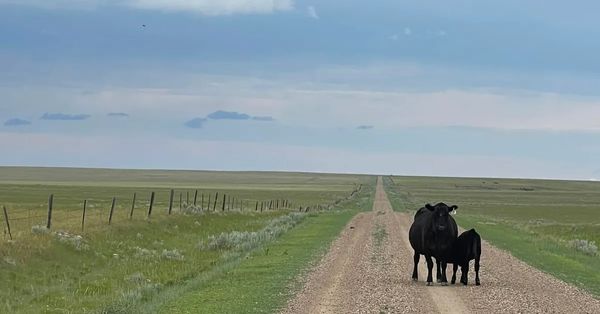 Wyoming Agriculture Worth Billions