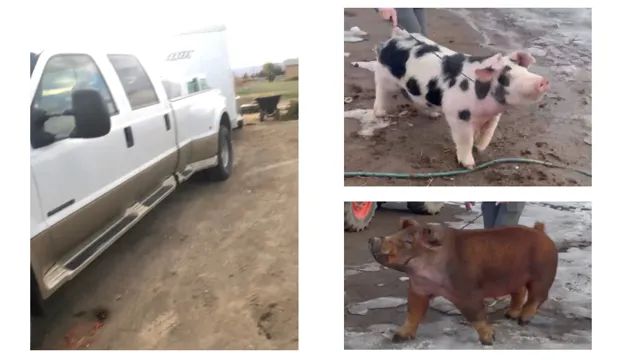 FOUND! Stolen Pigs and Rig End Last-Year Exhibitor's NWSS Trip