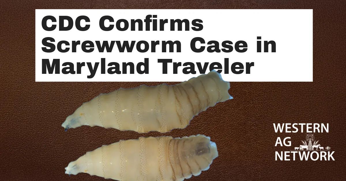 New World Screwworm Detected in U.S. Traveler