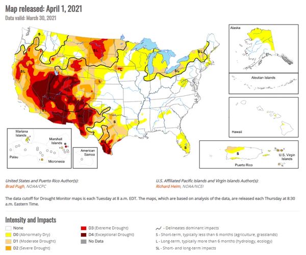 USDA Predicts Decline In U.S. Spring Wheat Planted Area As Dryness ...