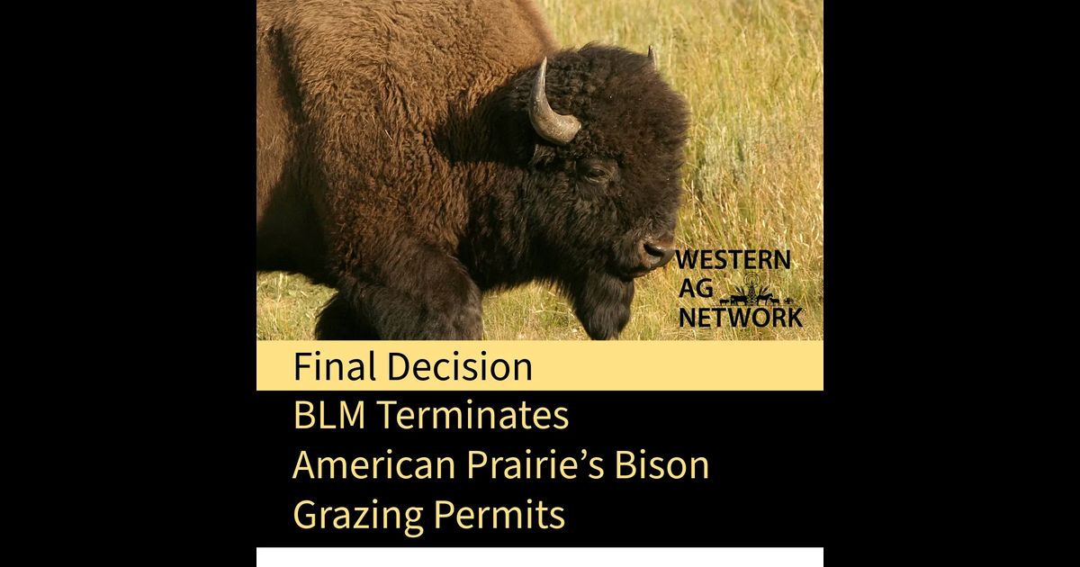 BLM Terminates American Prairie’s Bison Grazing Permits
