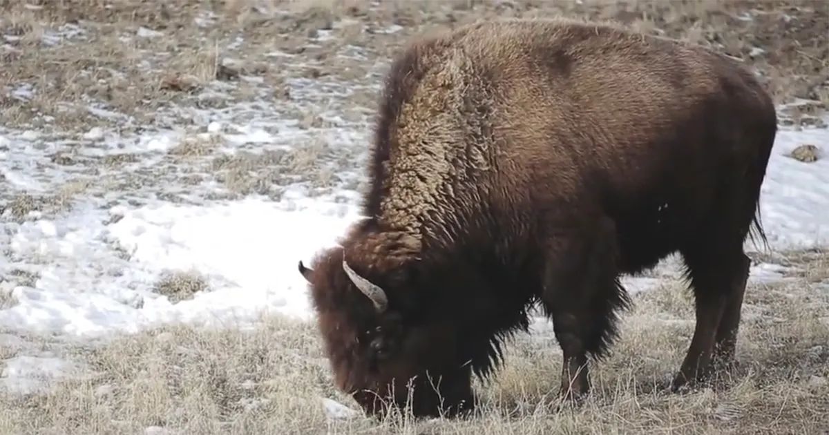 Montana Halts Bison Grazing on APR State Leases