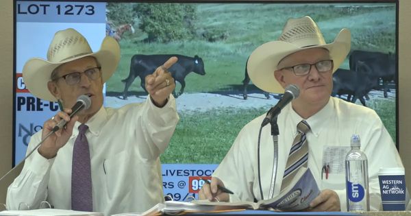 Cattle Prices Surge at Northern Livestock Video’s Summertime Classic