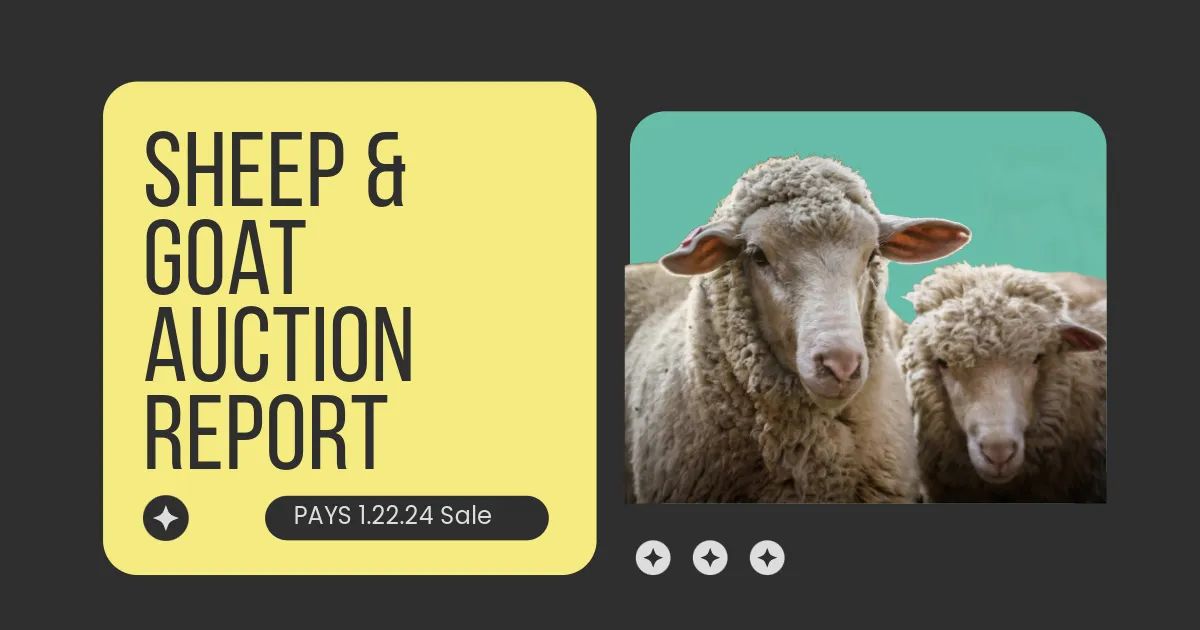 Livestock Market Lamb and Sheep Prices Frim Up