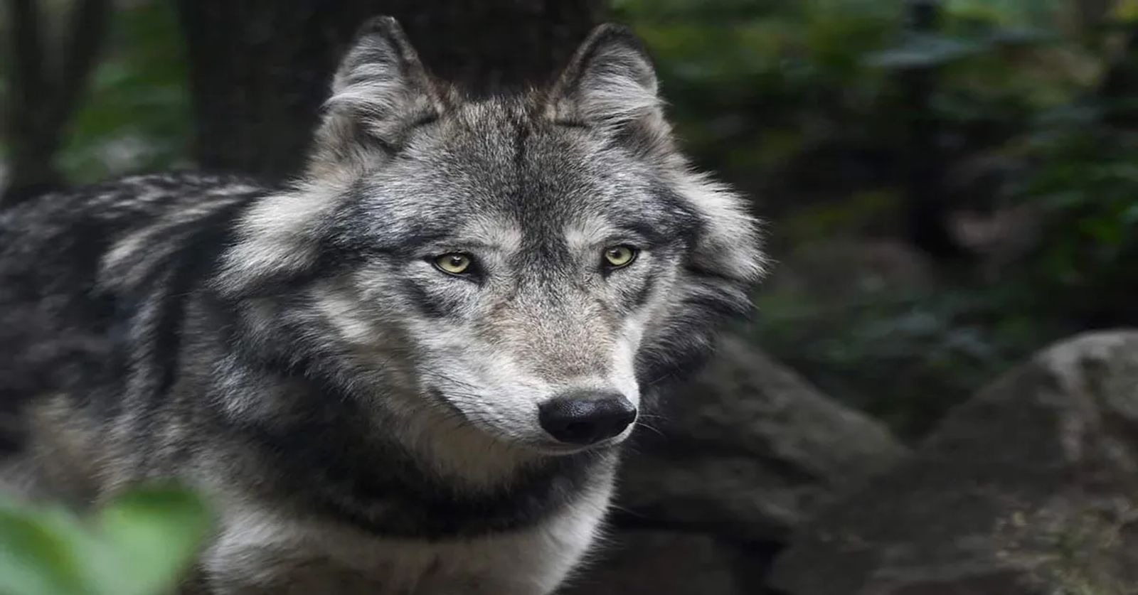 Fish & Wildlife Service Defends Gray Wolf Delisting