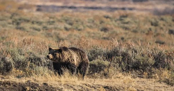 Wyoming Governor Submits Petition To Delist Greater-Yellowstone Grizzlies