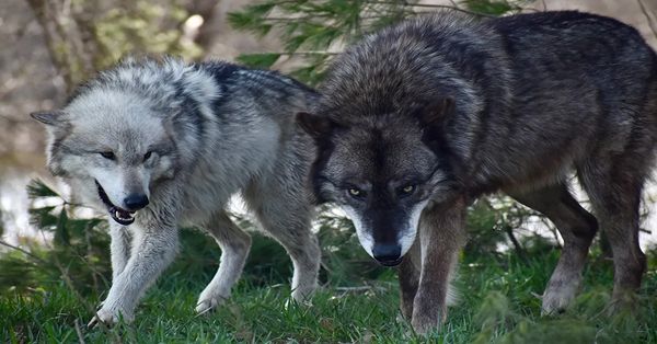 Greay Wolves USFWS Grants Radical Environmental Groups Review of Gray Wolves in the West