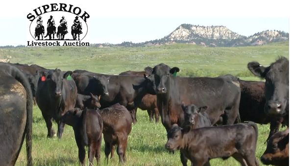 Calf Prices Superior Livestock’s Video Royale Sale