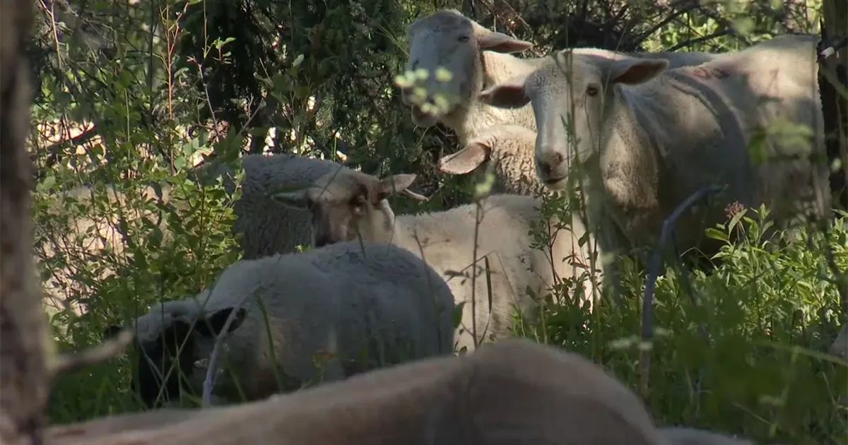 PLC and Forest Service Sign MOU to Promote Grazing Allotment