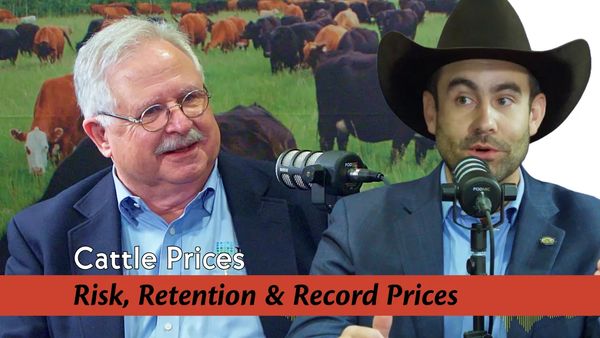 High Risk Market Cattle Risk, Retention & Record Prices: 2025 Cattle Market