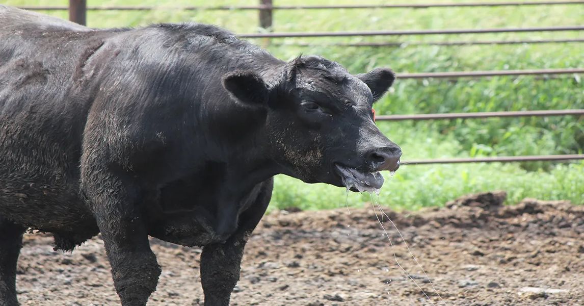 protect-cattle-from-heat-stress