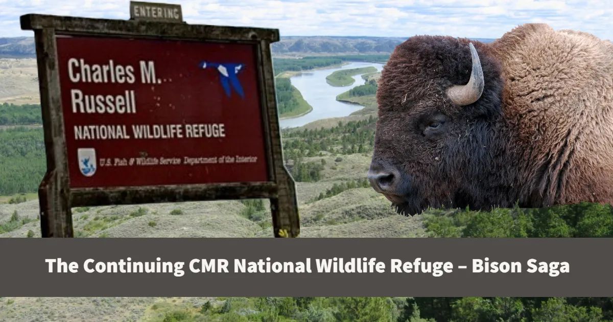 The Continuing CMR National Wildlife Refuge – Bison Saga