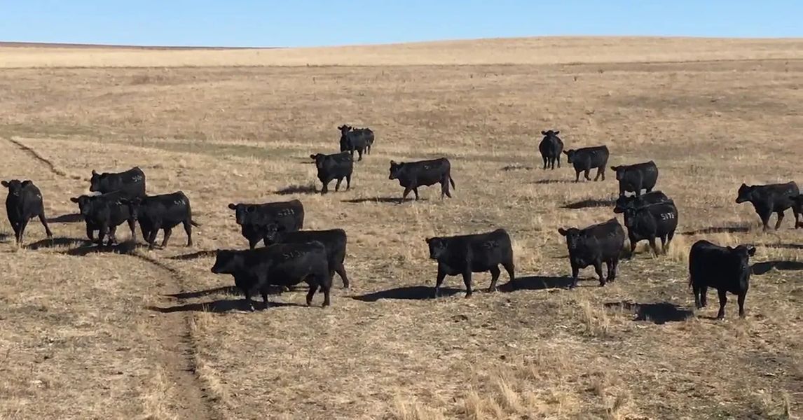 USDA Updates Brucellosis and Bovine TB Import Rules