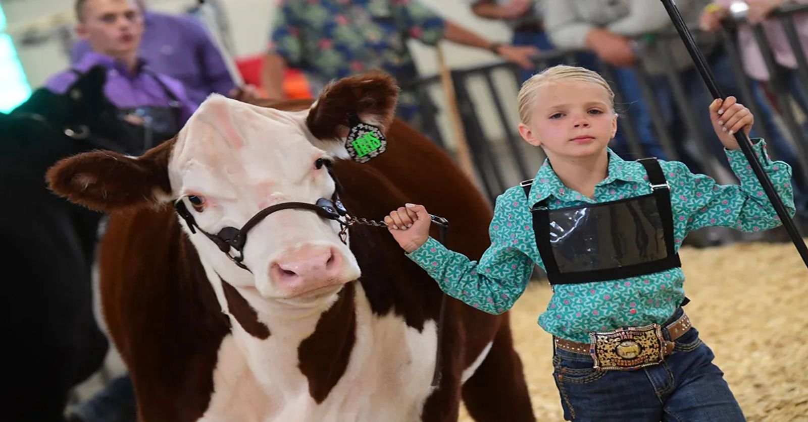 Colorado’s Electric Cooperatives Junior Livestock Sale Raises Thousands