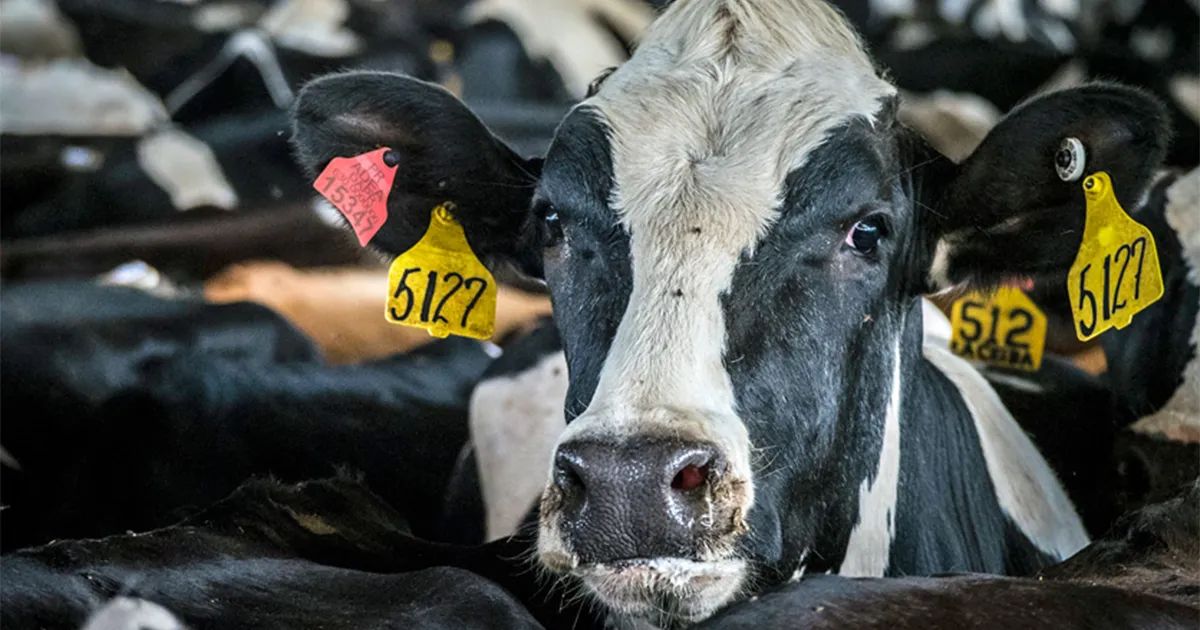 Avian Influenza Found in Wyoming Dairy Herd