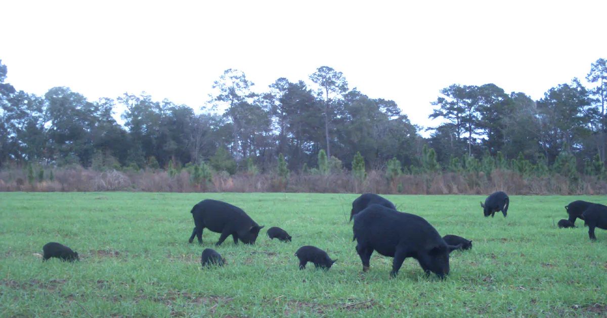 First Pseudorabies Case in Commercial Hog Facility Since 2004