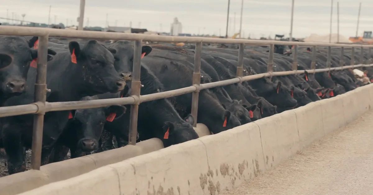 New Beef Processing Plant Announced in Iowa