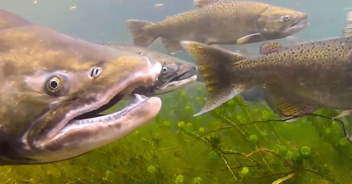 Farmers Smell Something Fishy with New Snake River Salmon Agreement