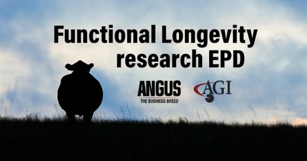 Enhancing Herd Longevity: Introducing Functional Longevity Research EPD
