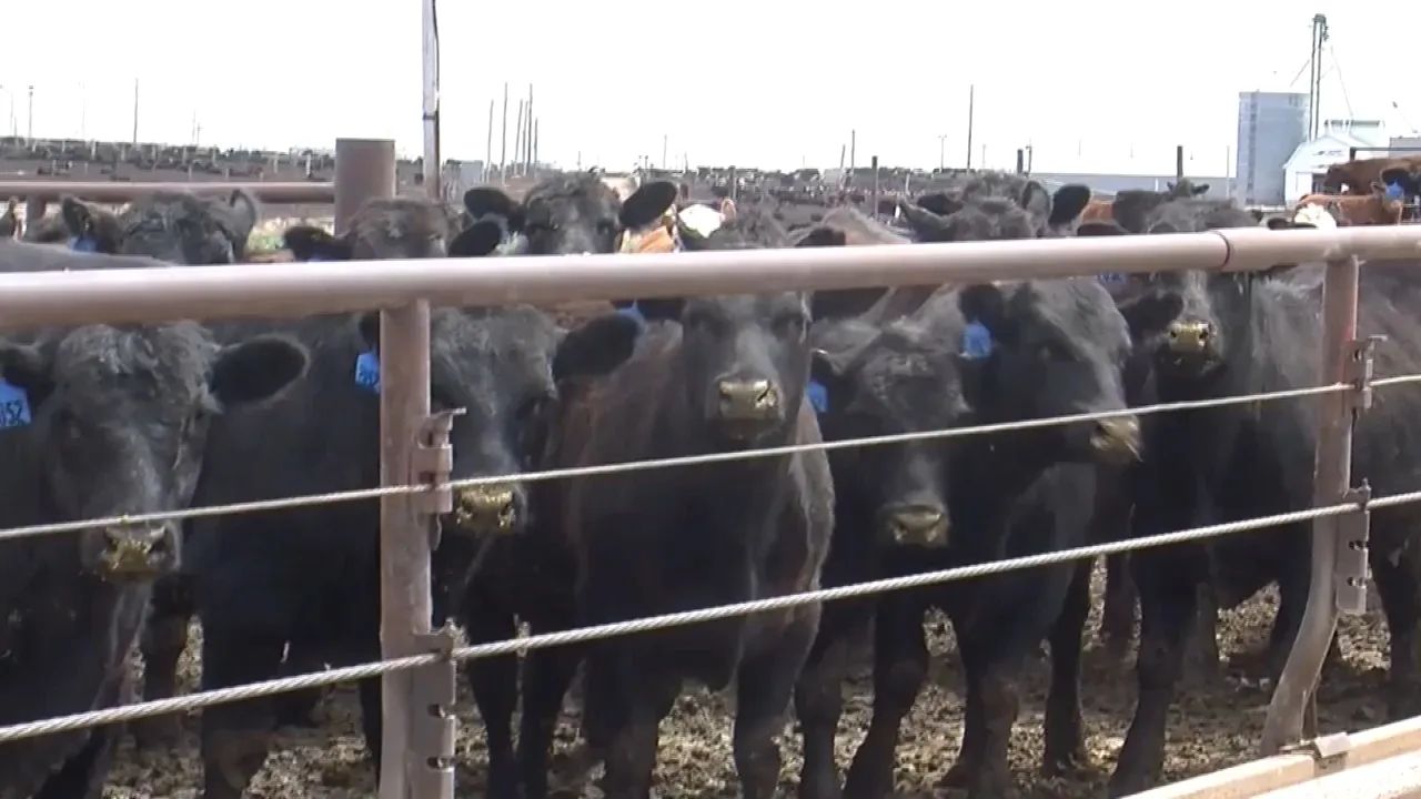 USCA, NFU, and Others Request Hearing on Livestock Reporting Rule