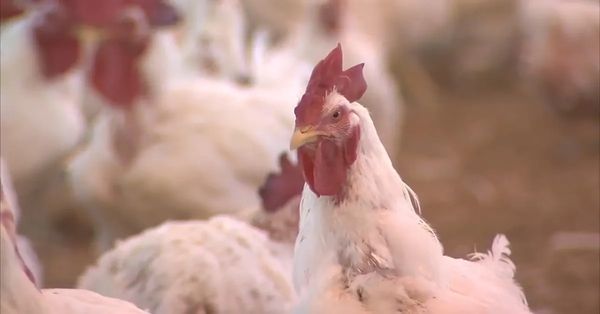 Avian Influenza Spreading Across U.S. Poultry Farms