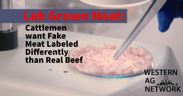 Fake Meat Lab Lab Grown Meat: Cattlemen want Fake Meat Labeled Differently than Real Beef