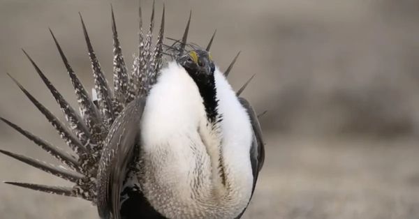 BLM Begins Evaluation Of Plans For Sage-Grouse Conservation