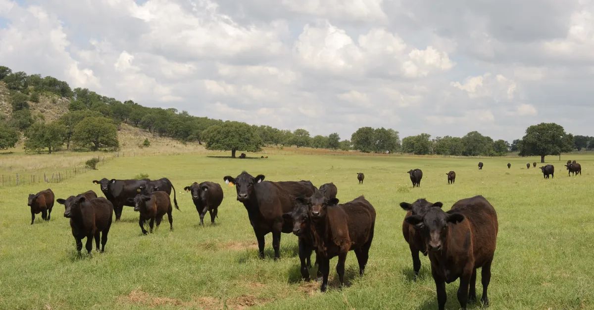 2024 Young Farmer & Rancher Leadership Conference