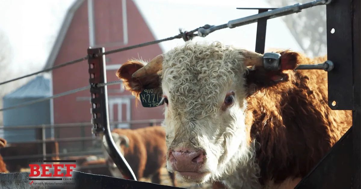 Beef Quality Assurance Program Sets Montana Producers Apart