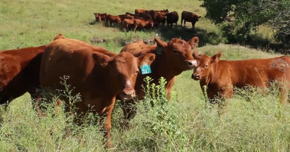 barzona cattle