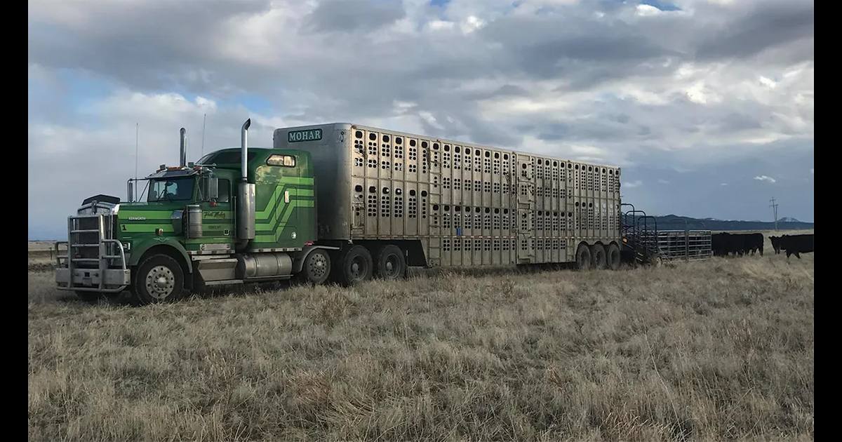 Department of Transportation & FMCSA Extend HOS Exemption for Livestock