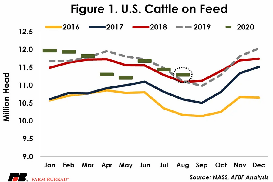 Was The Cattle On Feed Report Bullish Or Bearish
