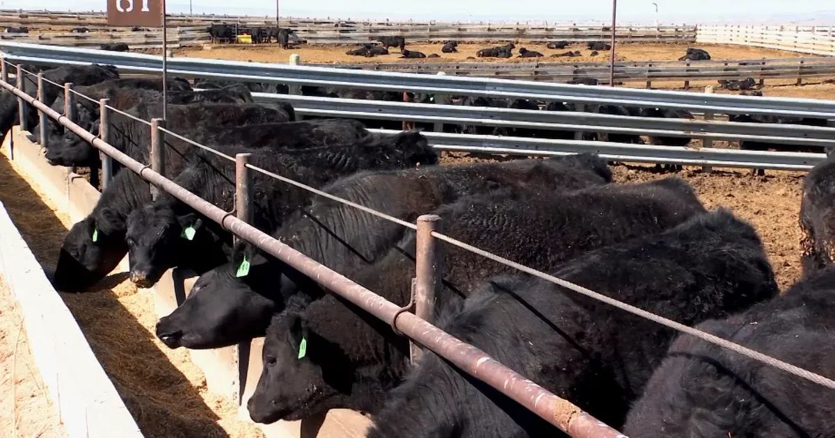 More or Less Government? Cattle Price Discovery and Transparency Act