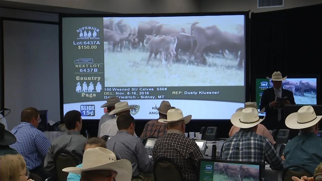 Superior Livestock June Auction Schedule Location Changes