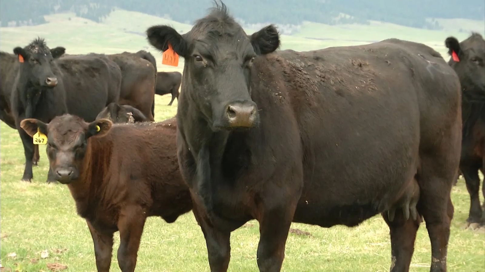 American Angus Association® Names Troy Marshall as Director of
