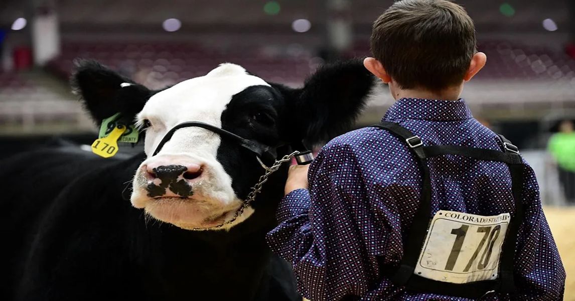 Colorado State Fair Seeks First Ever Statewide Youth Master Showmanship