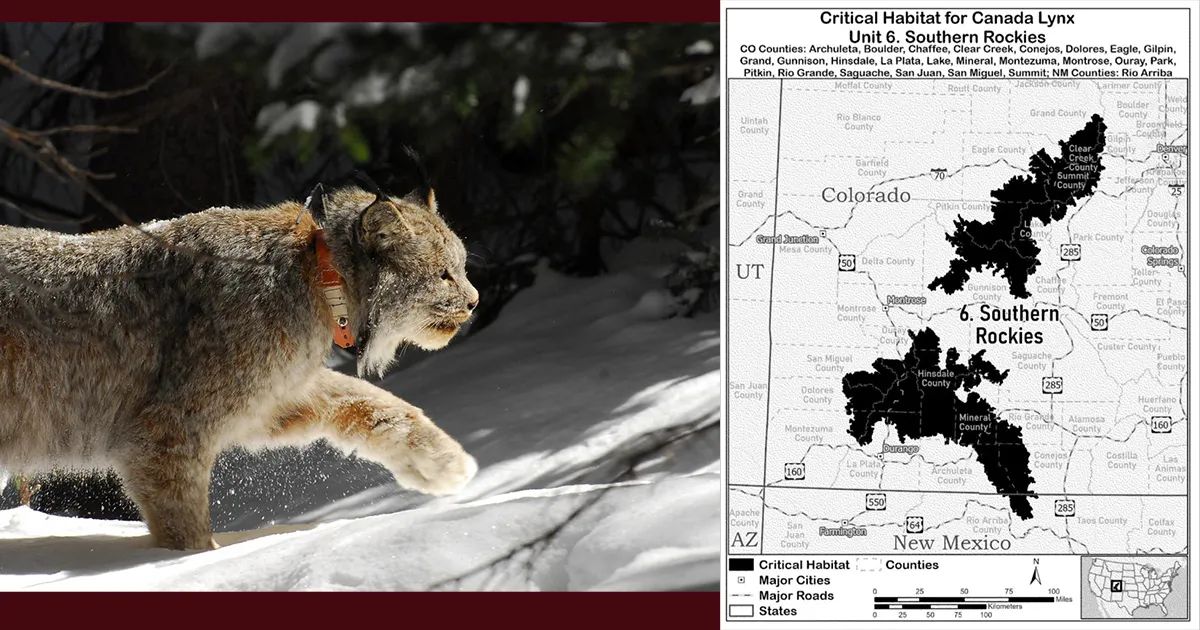 Lynx Colorada Biden Administration proposes 7,700-sq. miles in Colorado for critical ...