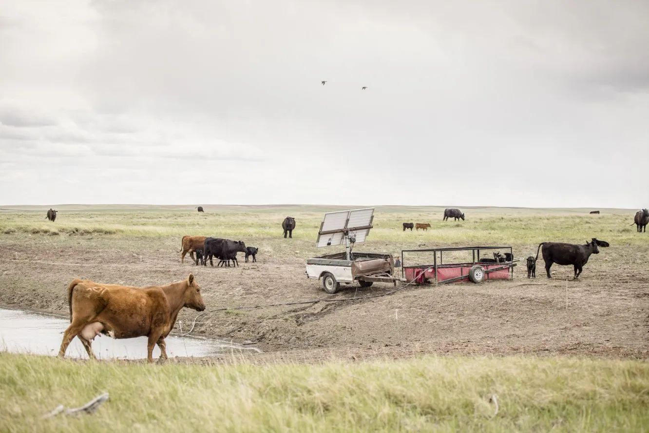 Dusty Emond paired one of his portable tanks, purchased through a partnership with RSA, with a solar powered pump, also in an easy-to-move trailer, pumping water out of a stock reservoir that is too low for cows to access.