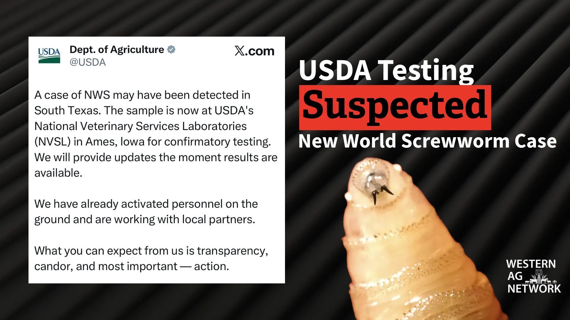 USDA Testing Suspected New World Screwworm Case in Texas