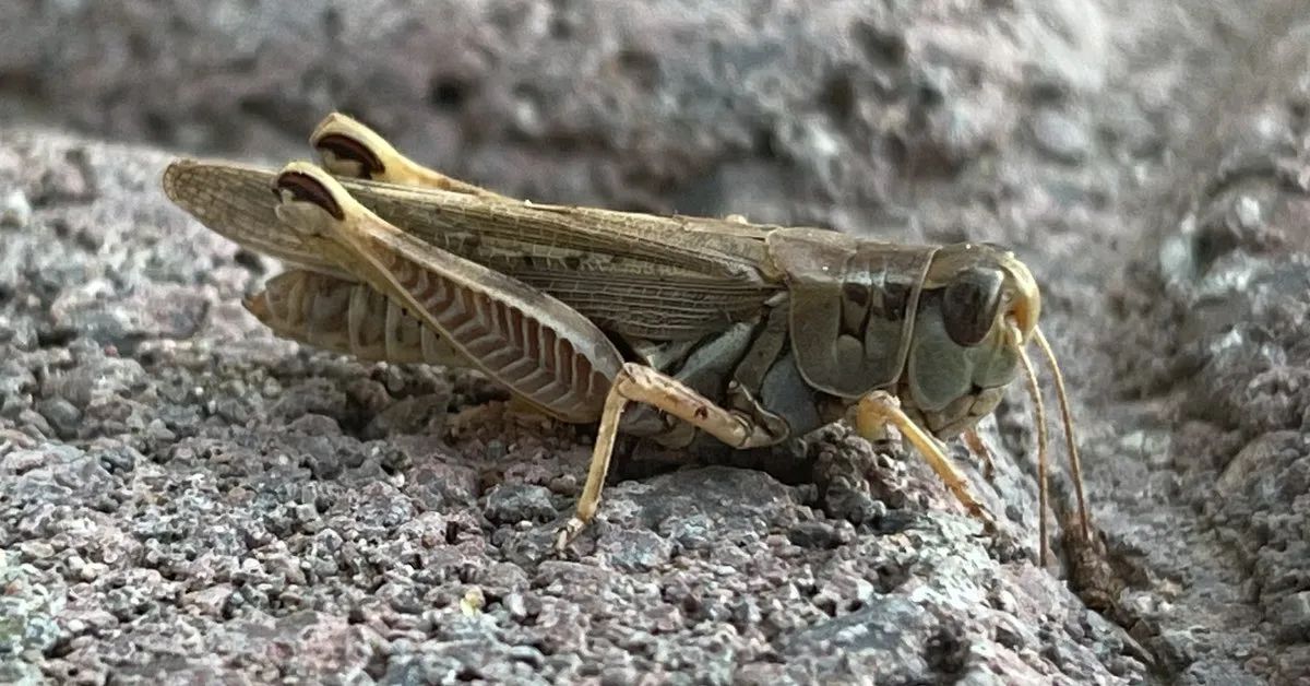 Carnivorous Snakes, and Holey Laundry