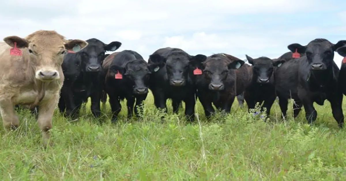 UW Extension Publication Examines Fall Feeder Cattle Price Slide