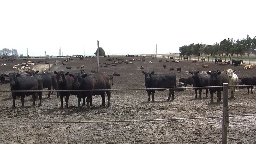 Legislation for Cash Cattle