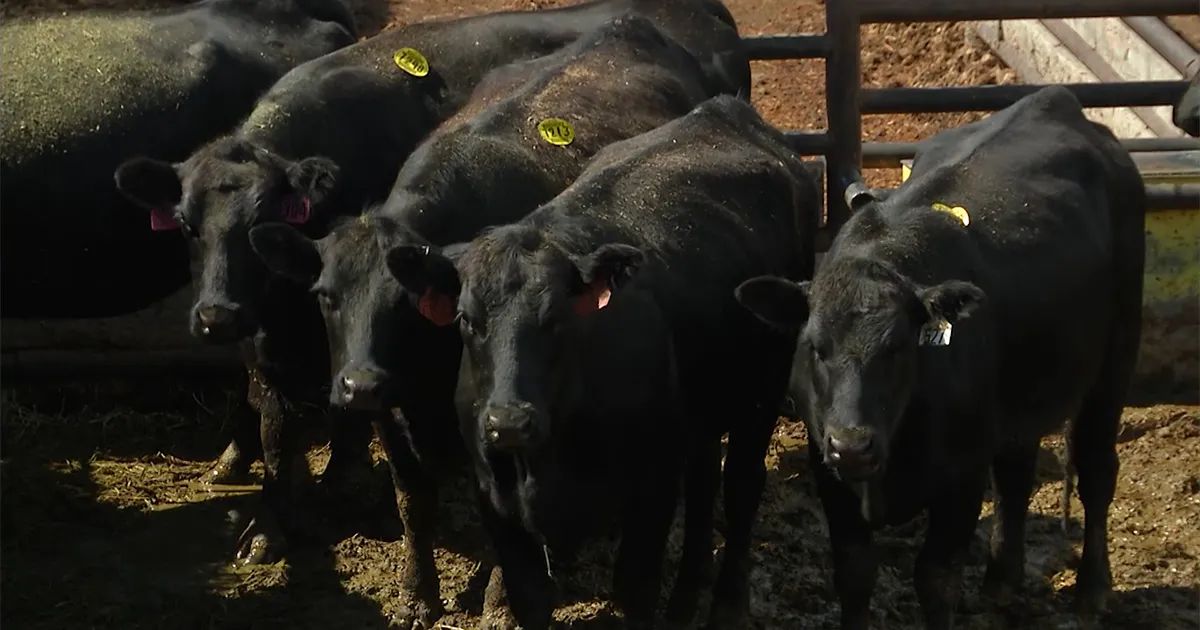 Hamburger Nation Fueling Slaughter Cow & Bull Prices