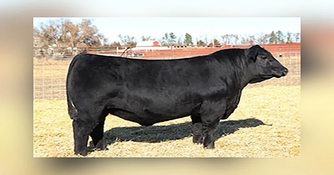 The 20 Millionth Angus Registration Assigned